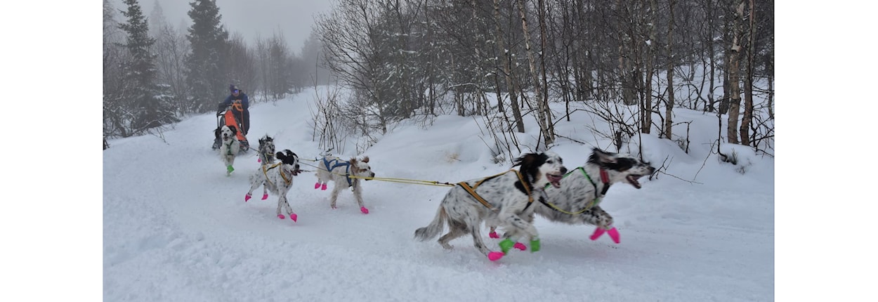 Slede mellomdistanse/langdistanse: Gausdal 5 mila